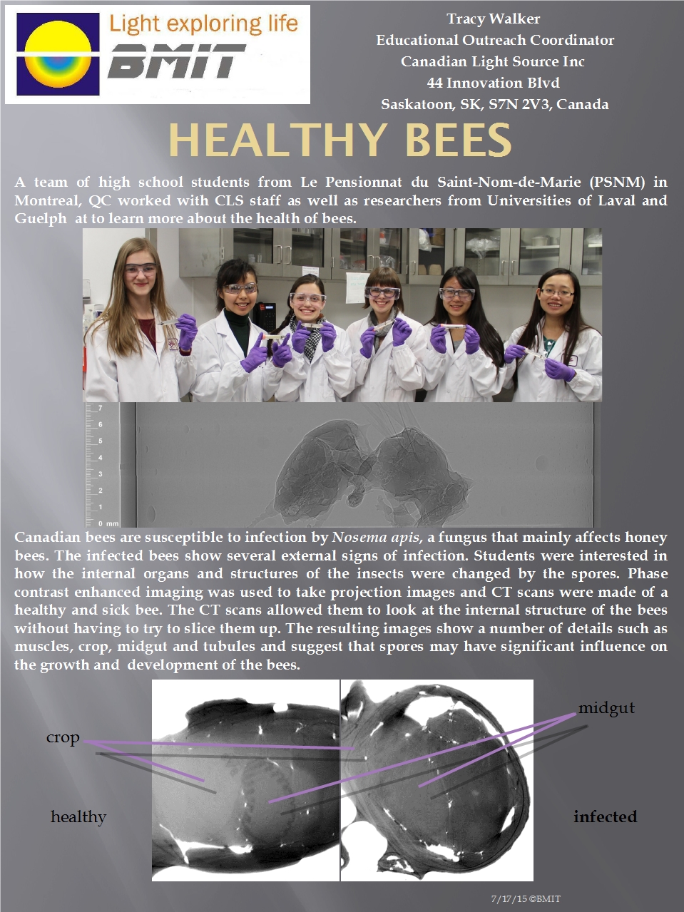 Healthy Bees Image