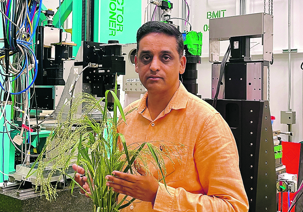 Millet research a step towards more acres Image