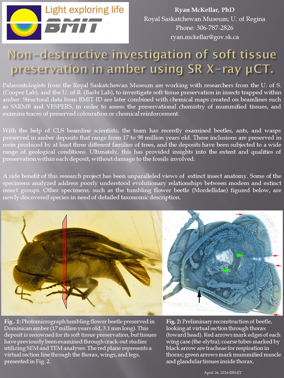 Non-destructive investigation of soft tissue preservation in amber Image