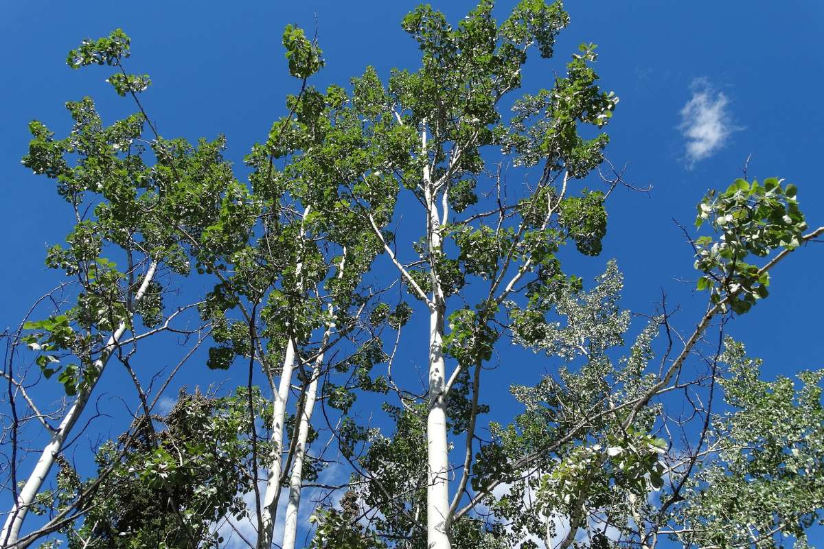 Nature’s defense against changing climate Image