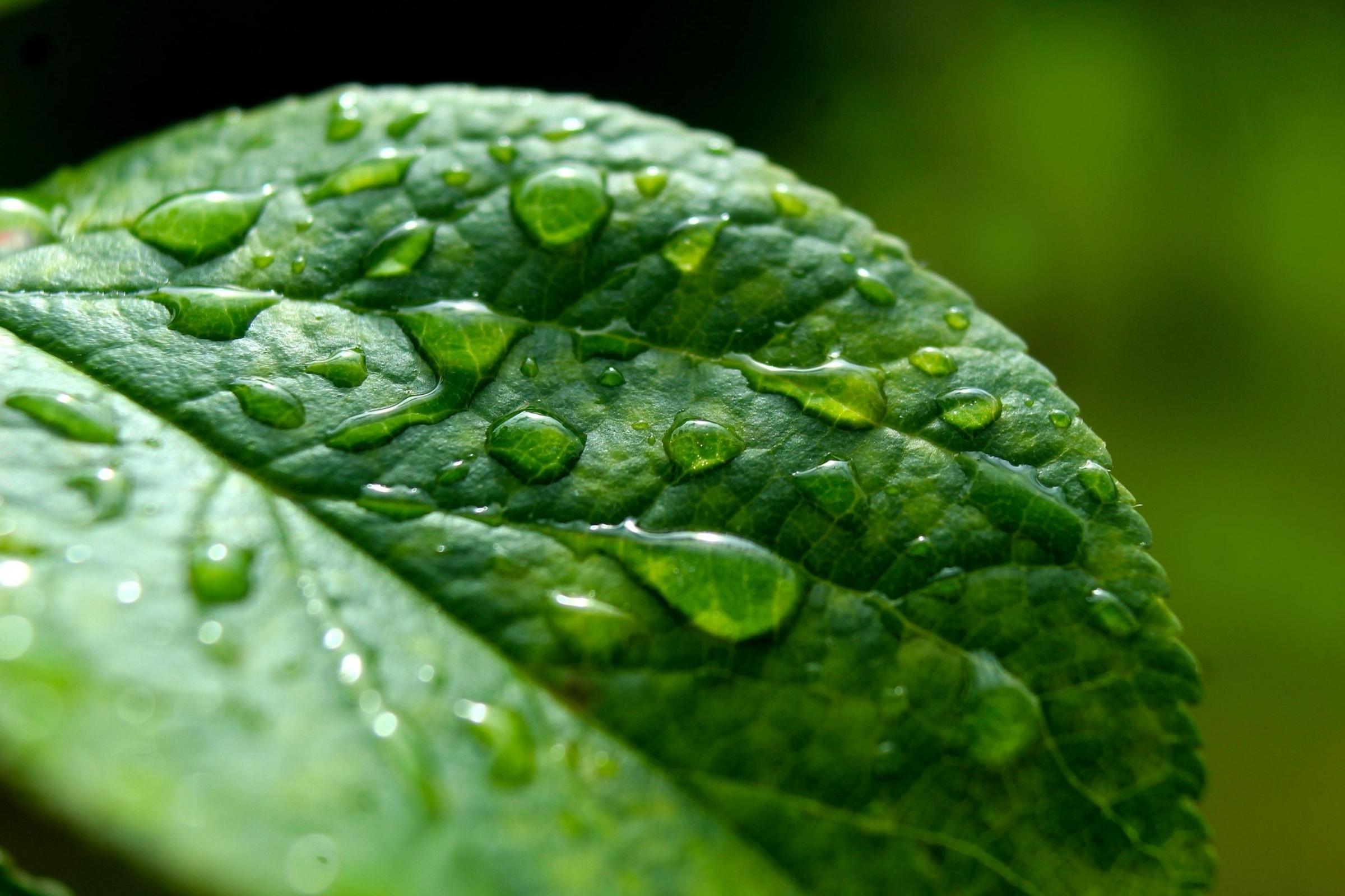 Plant leaves inspire design of improved fuel cell Image