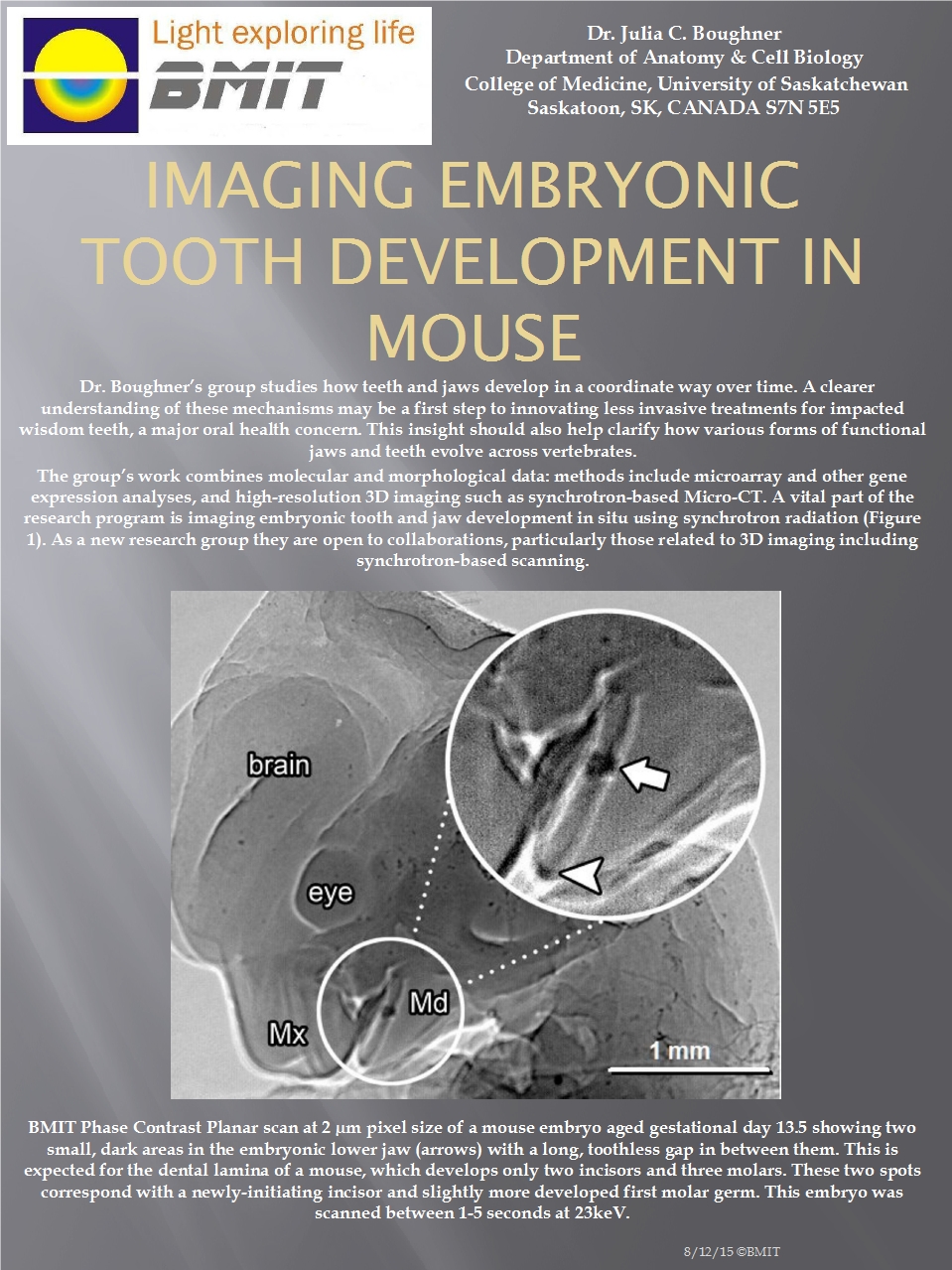 Imaging Embryonic Tooth Development in Mouse Image