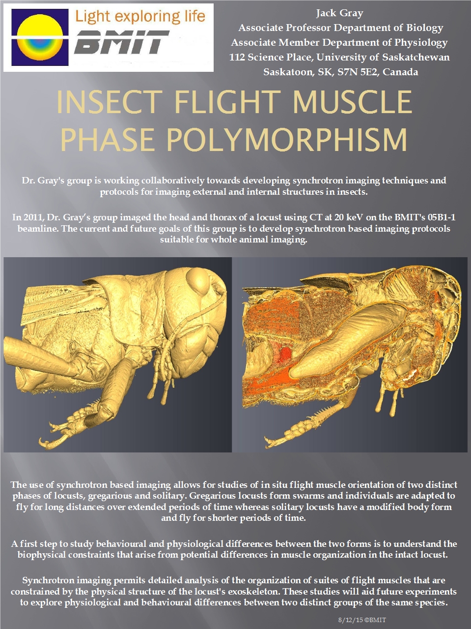 Insect Flight Muscle Phase Polymorphism Image