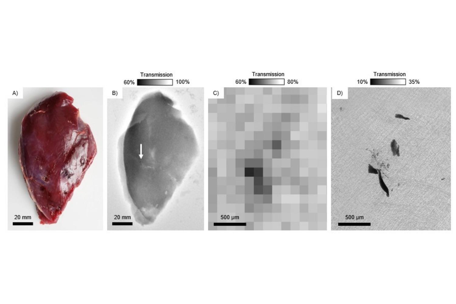 New research reveals tiny lead fragments in hunted meat pose health risk Image