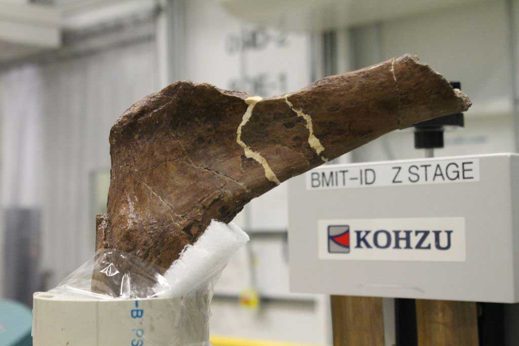 Studying the world’s largest T. rex to learn about evolution Image