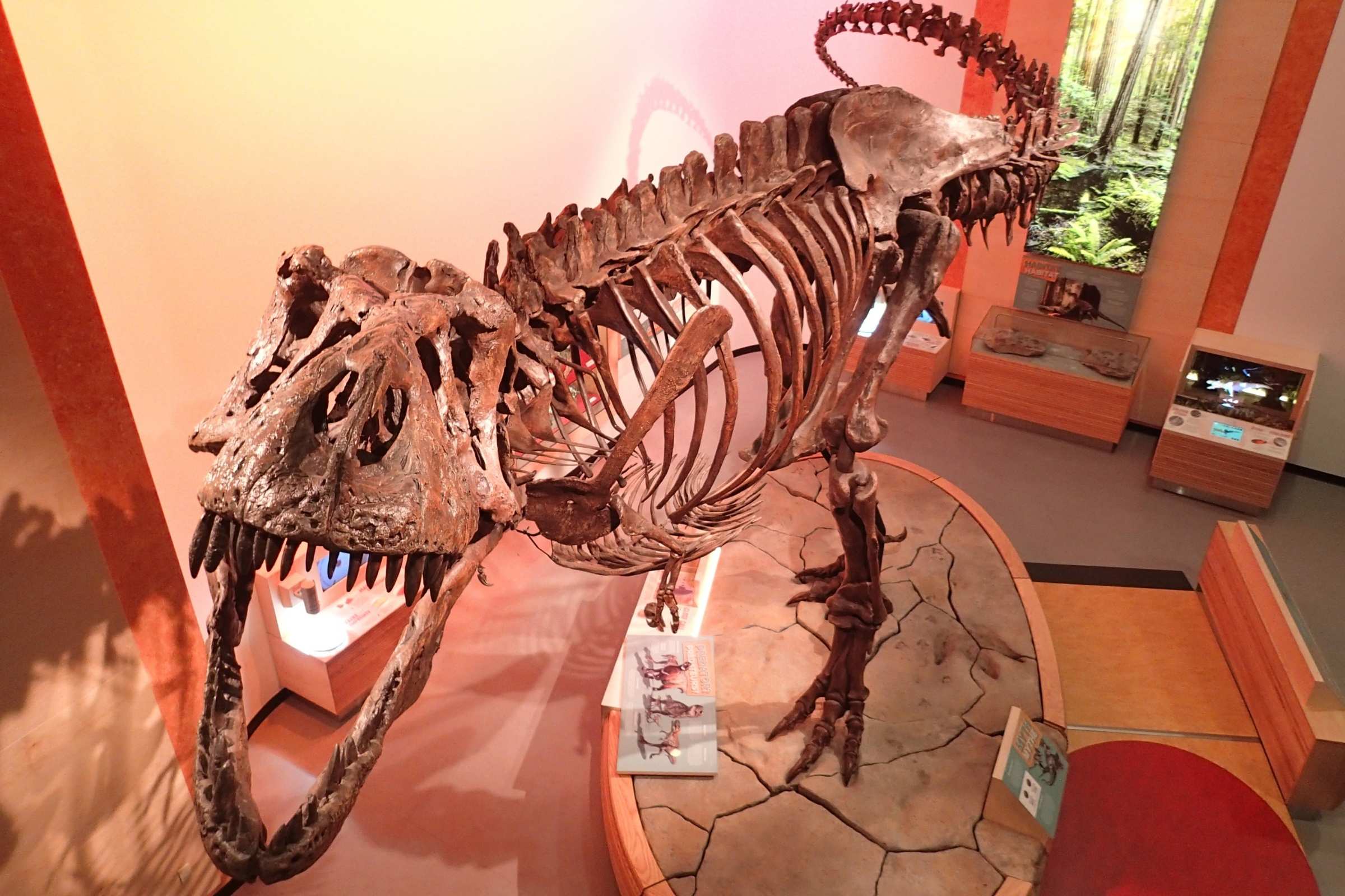 Scotty’s rib: University of Regina PhD student examines preserved blood vessels in famous fossil Image