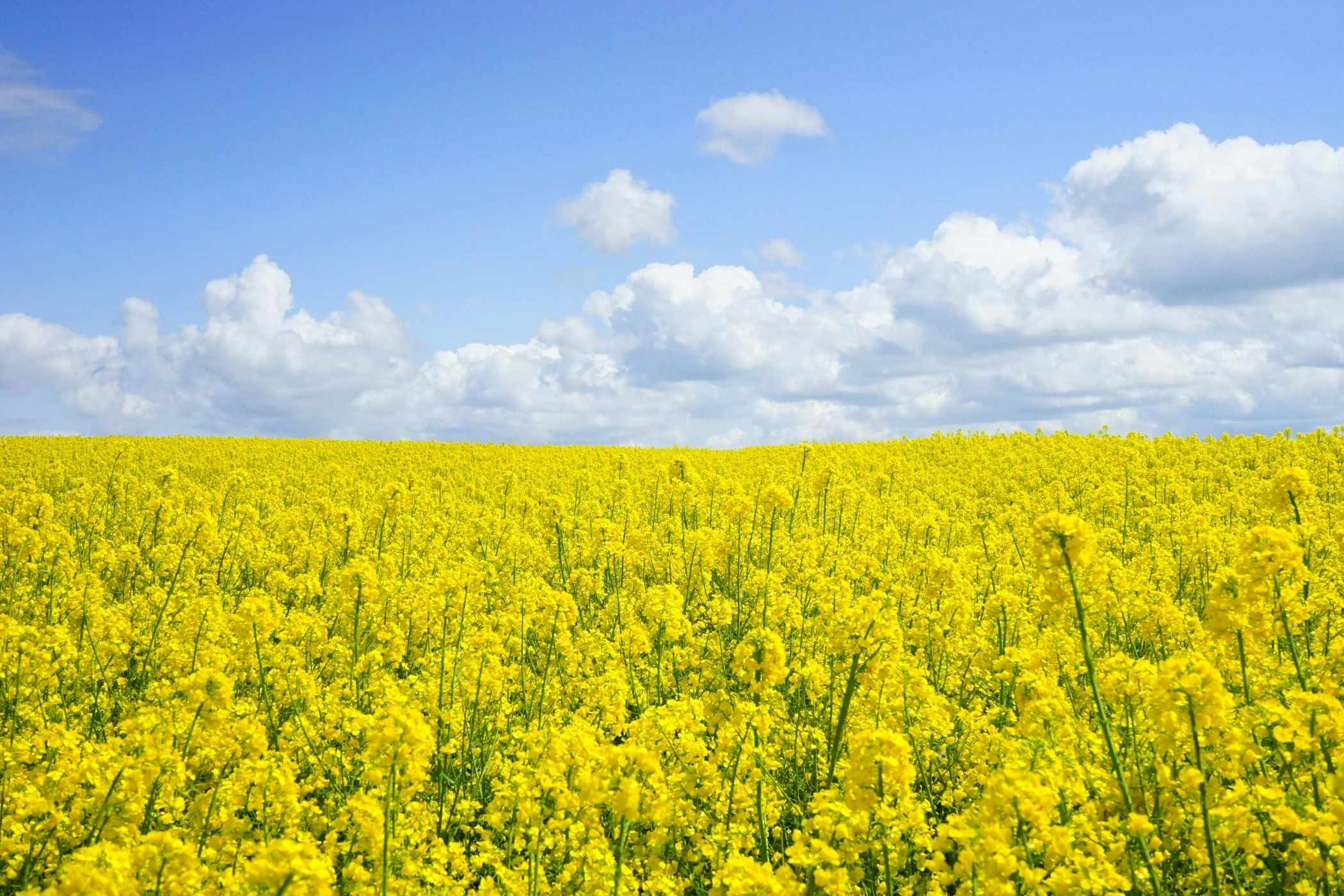 Unlocking even more value in Canada’s canola industry Image